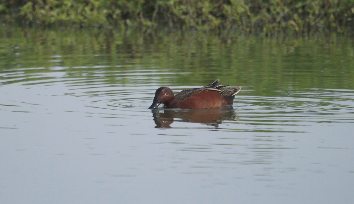 Cinnamon Teal - ML642689471