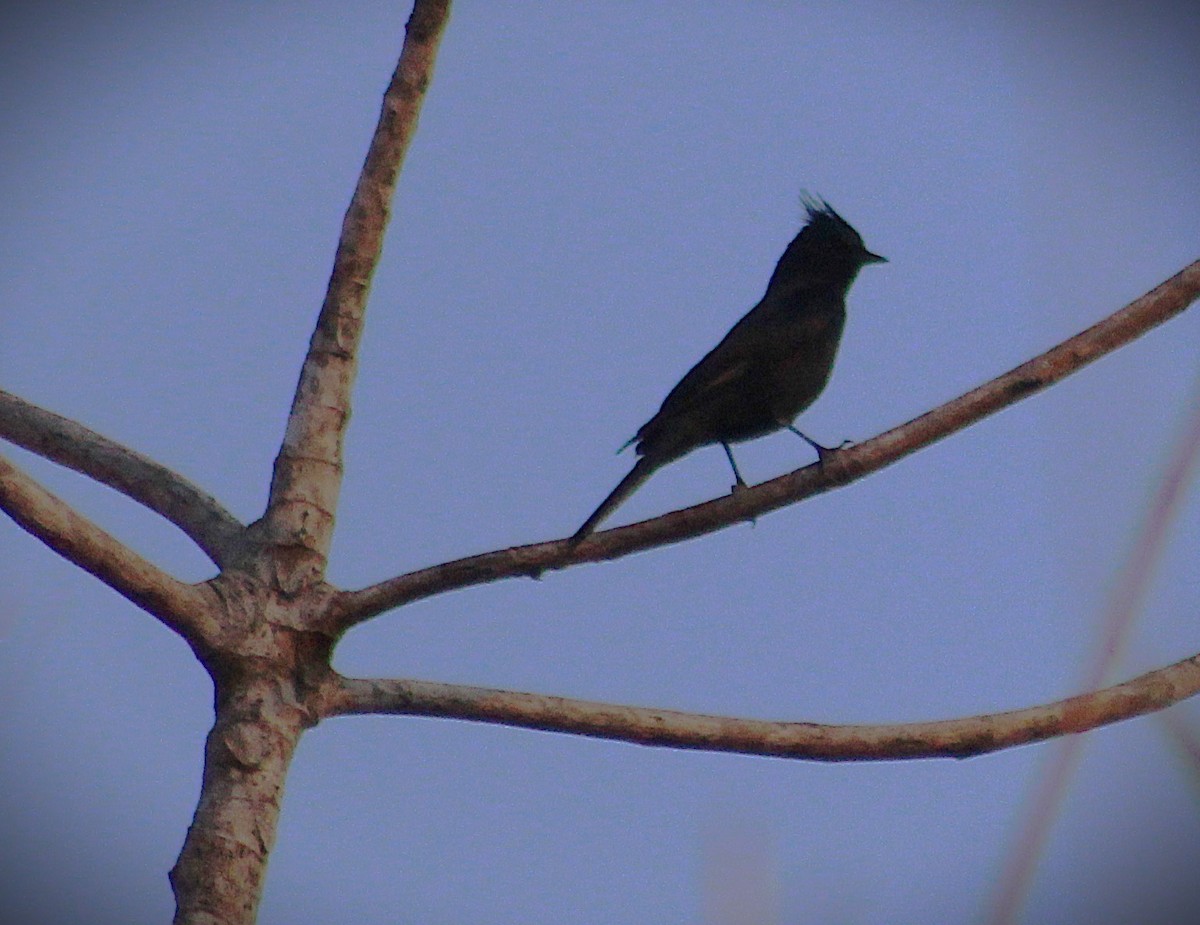 Crested Black-Tyrant - ML642689472