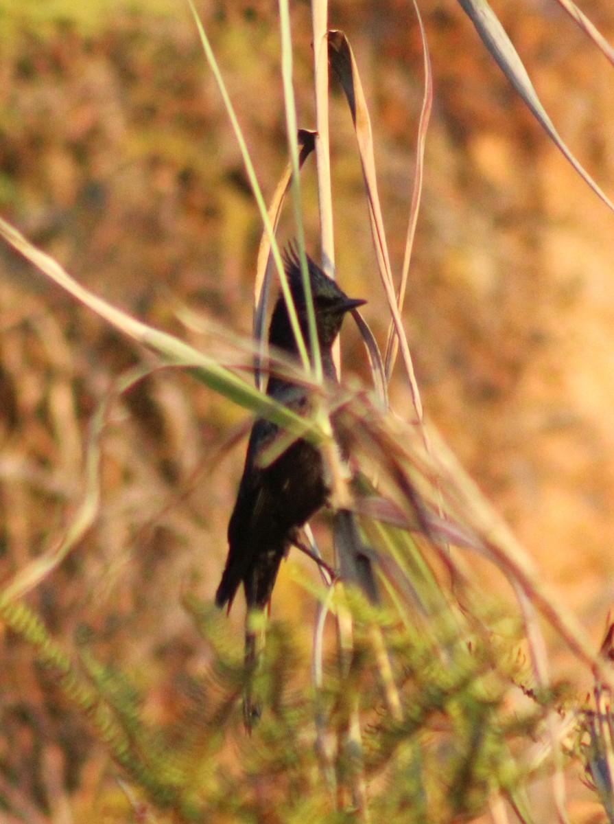 Crested Black-Tyrant - ML642689473
