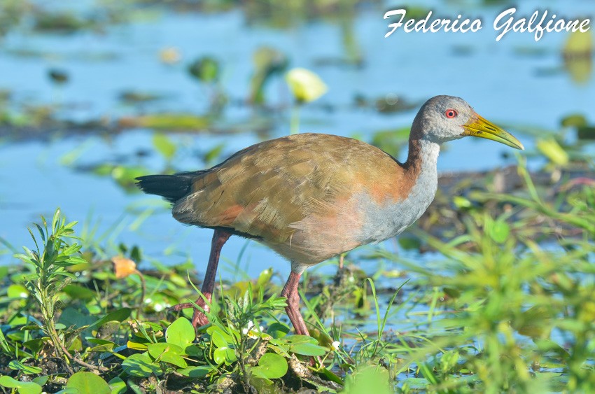 Giant Wood-Rail - ML642689475