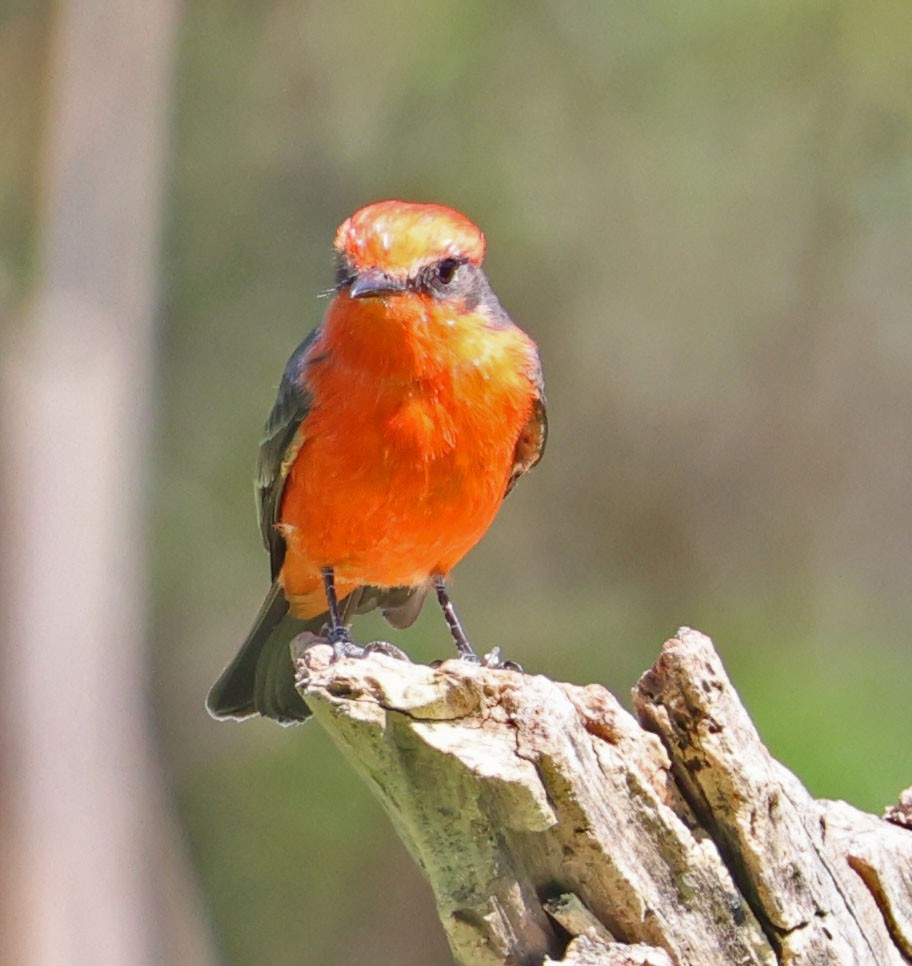 Vermilion Flycatcher - ML642689477