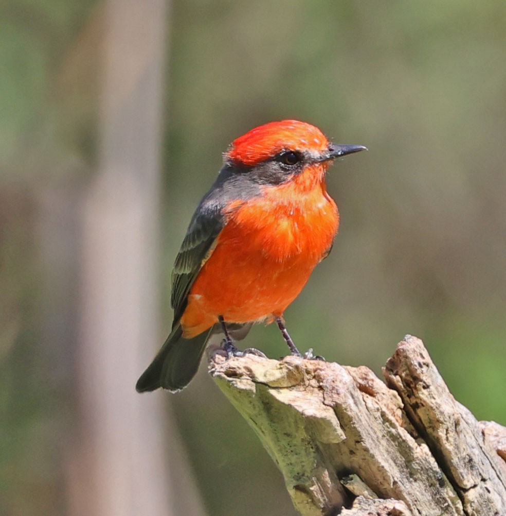 Vermilion Flycatcher - ML642689478