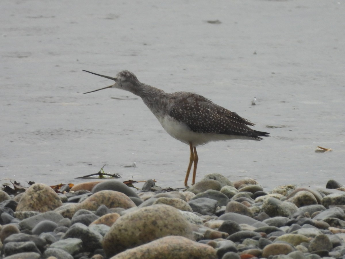 Greater Yellowlegs - ML642689479