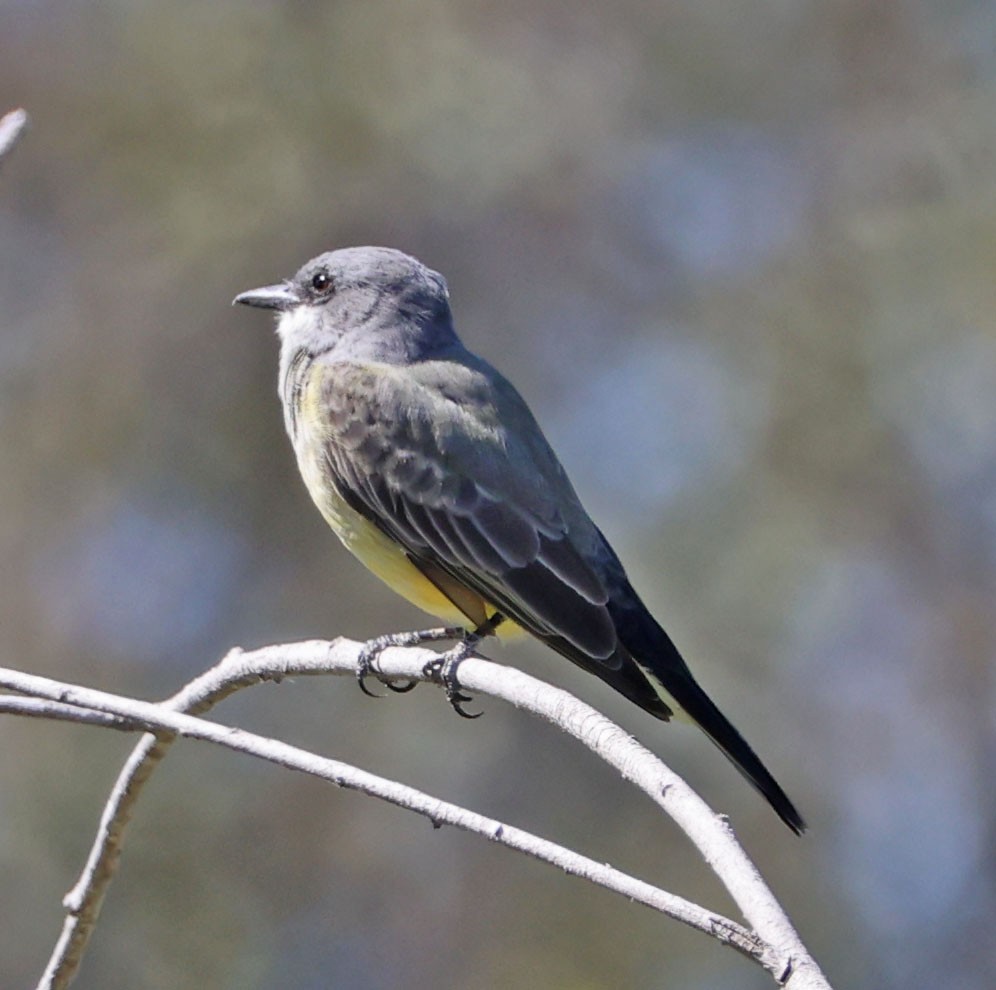 Cassin's Kingbird - ML642689480