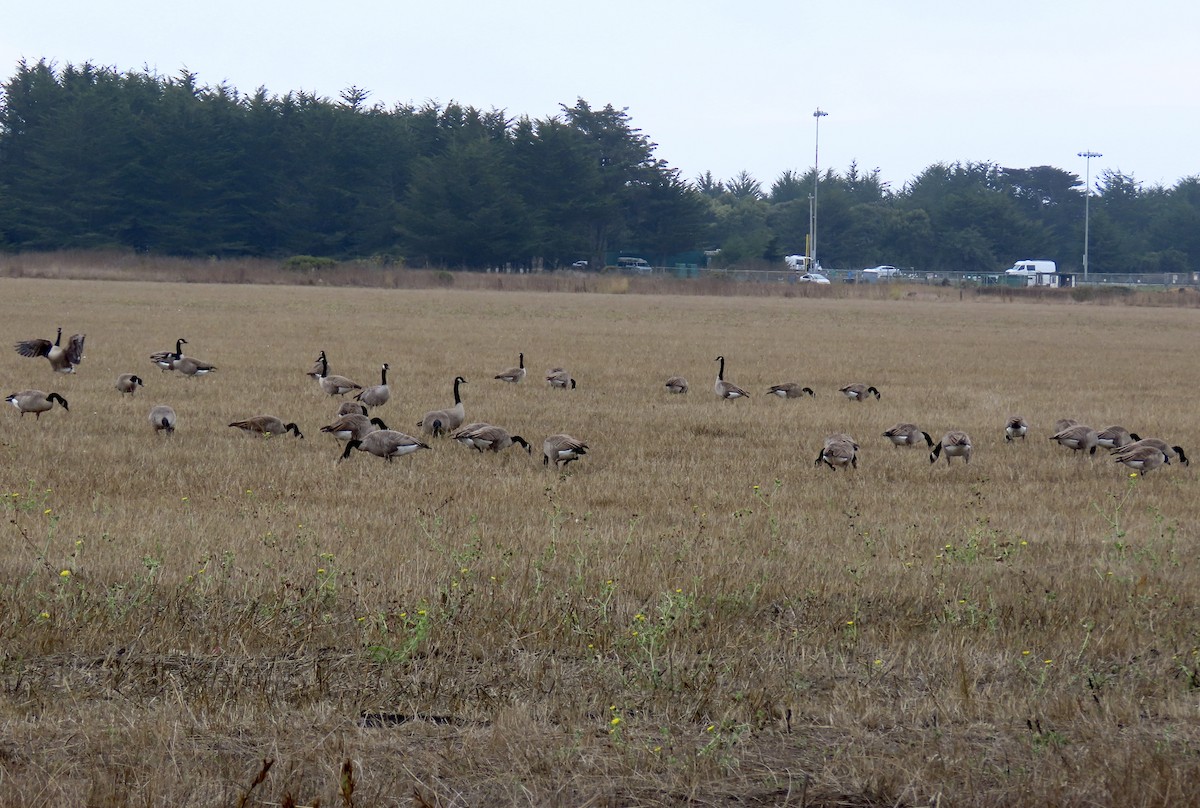Canada Goose - ML642689482