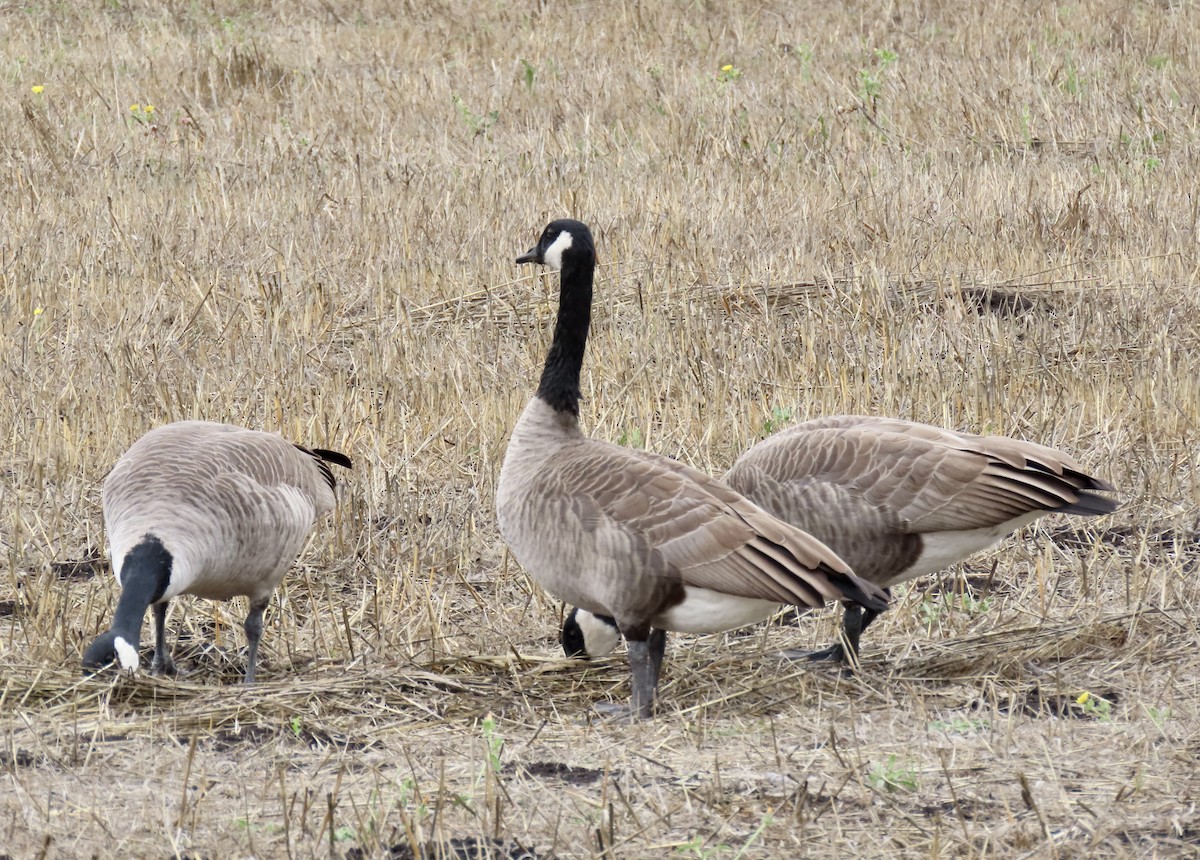 Canada Goose - ML642689483