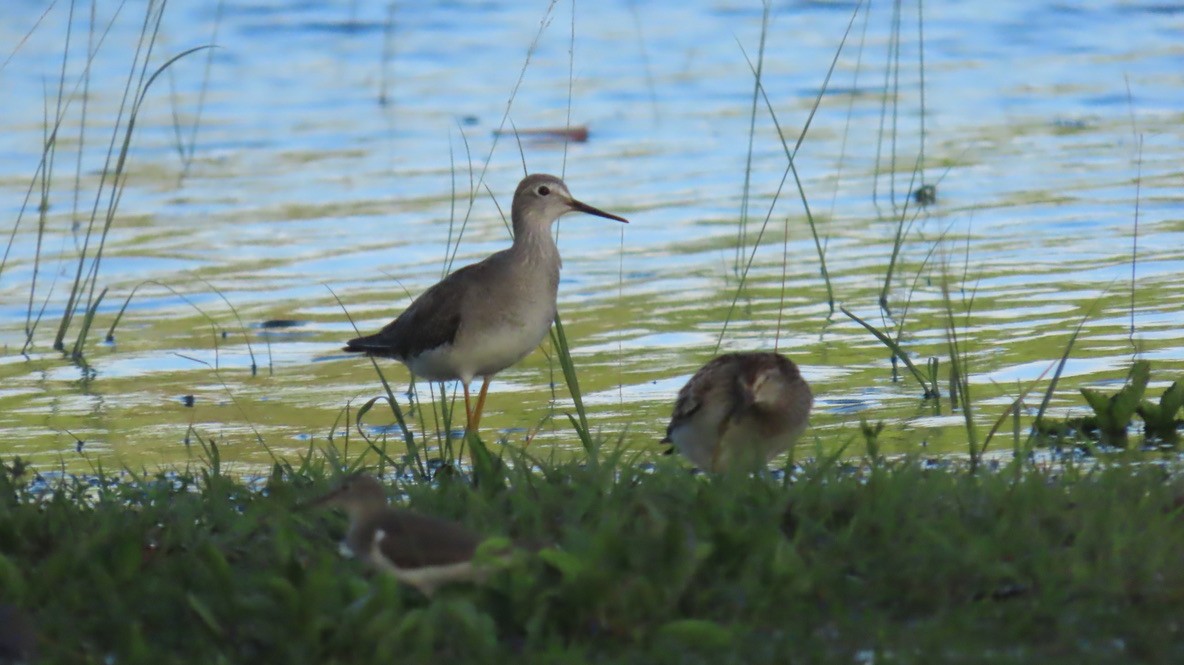 Greater Yellowlegs - ML642689484