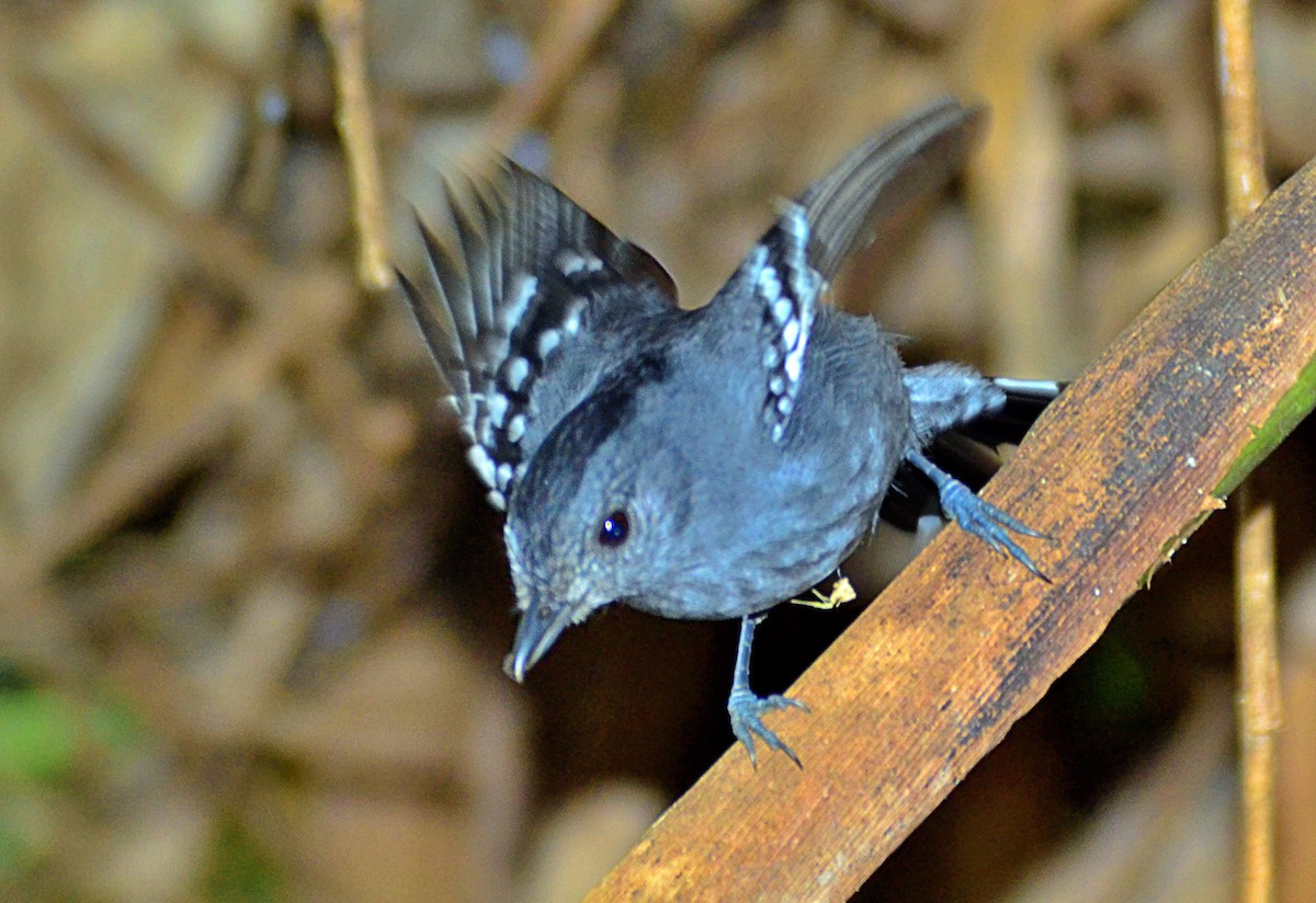 Variable Antshrike - ML642689486