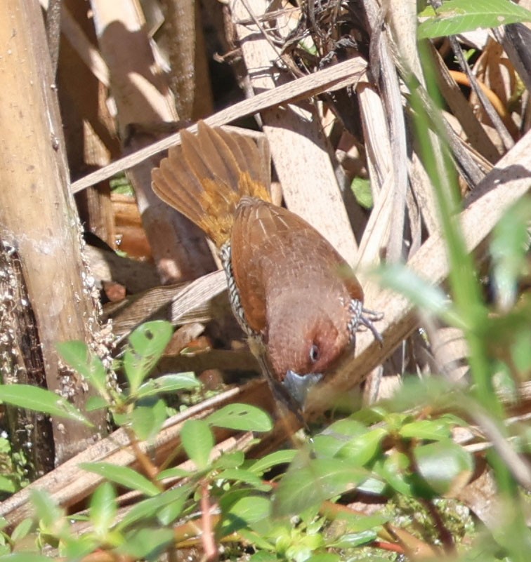 Muskatbronzemännchen - ML642689489