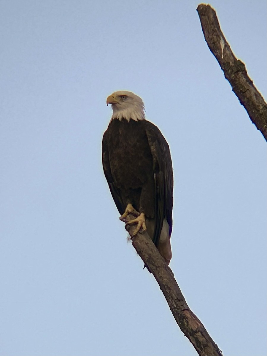 Bald Eagle - ML642689502