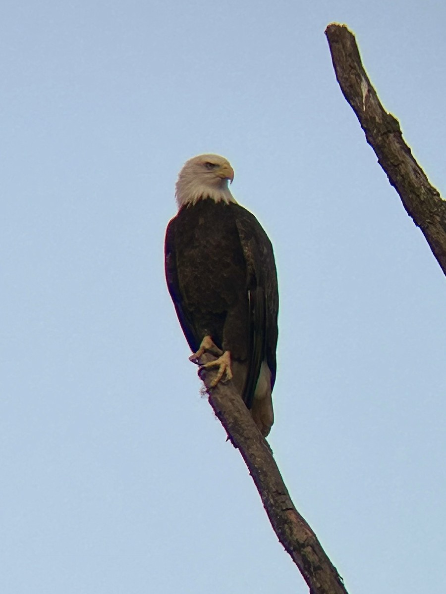Bald Eagle - ML642689503