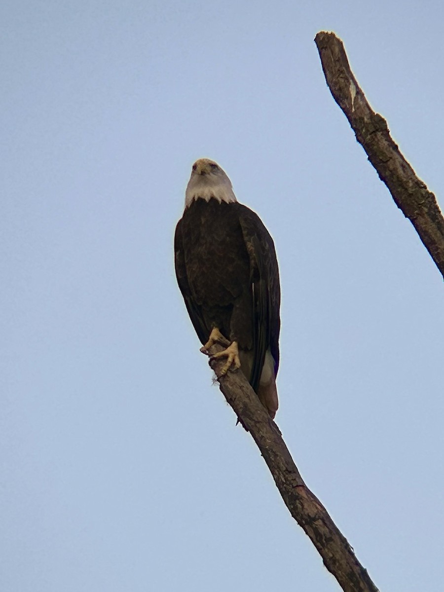 Bald Eagle - ML642689504
