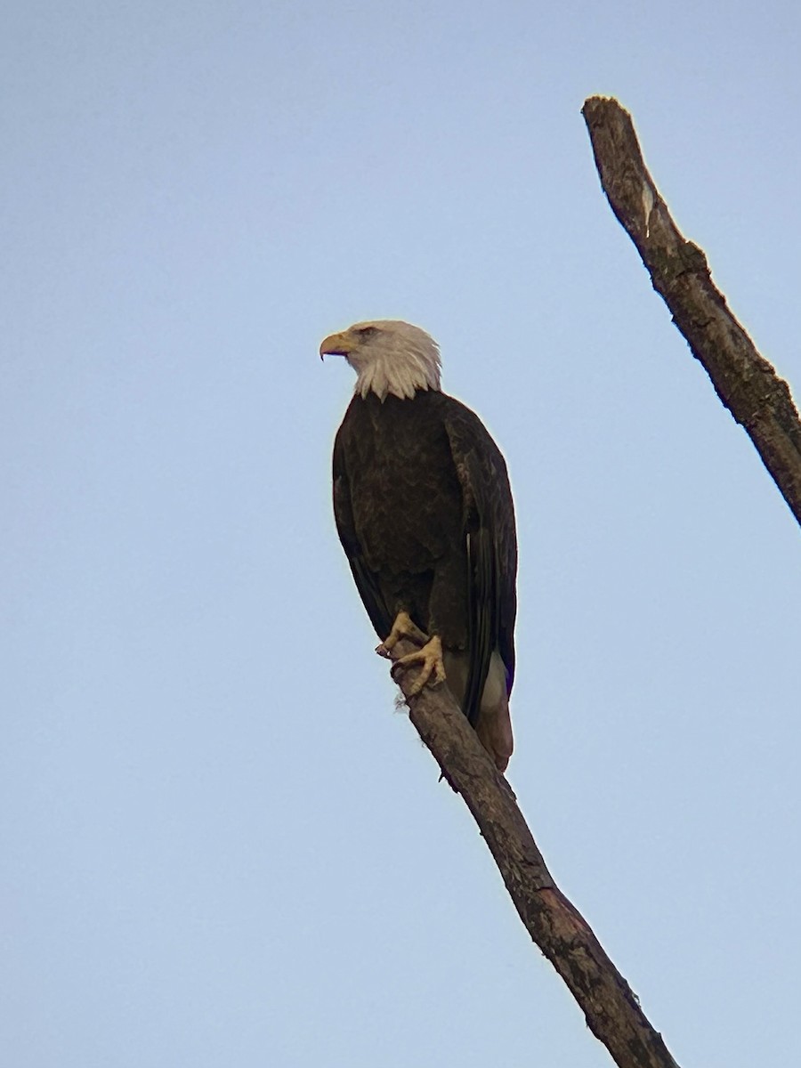 Bald Eagle - ML642689505