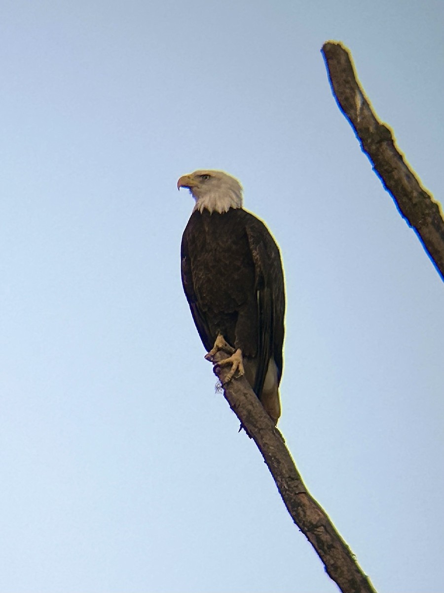 Bald Eagle - ML642689506