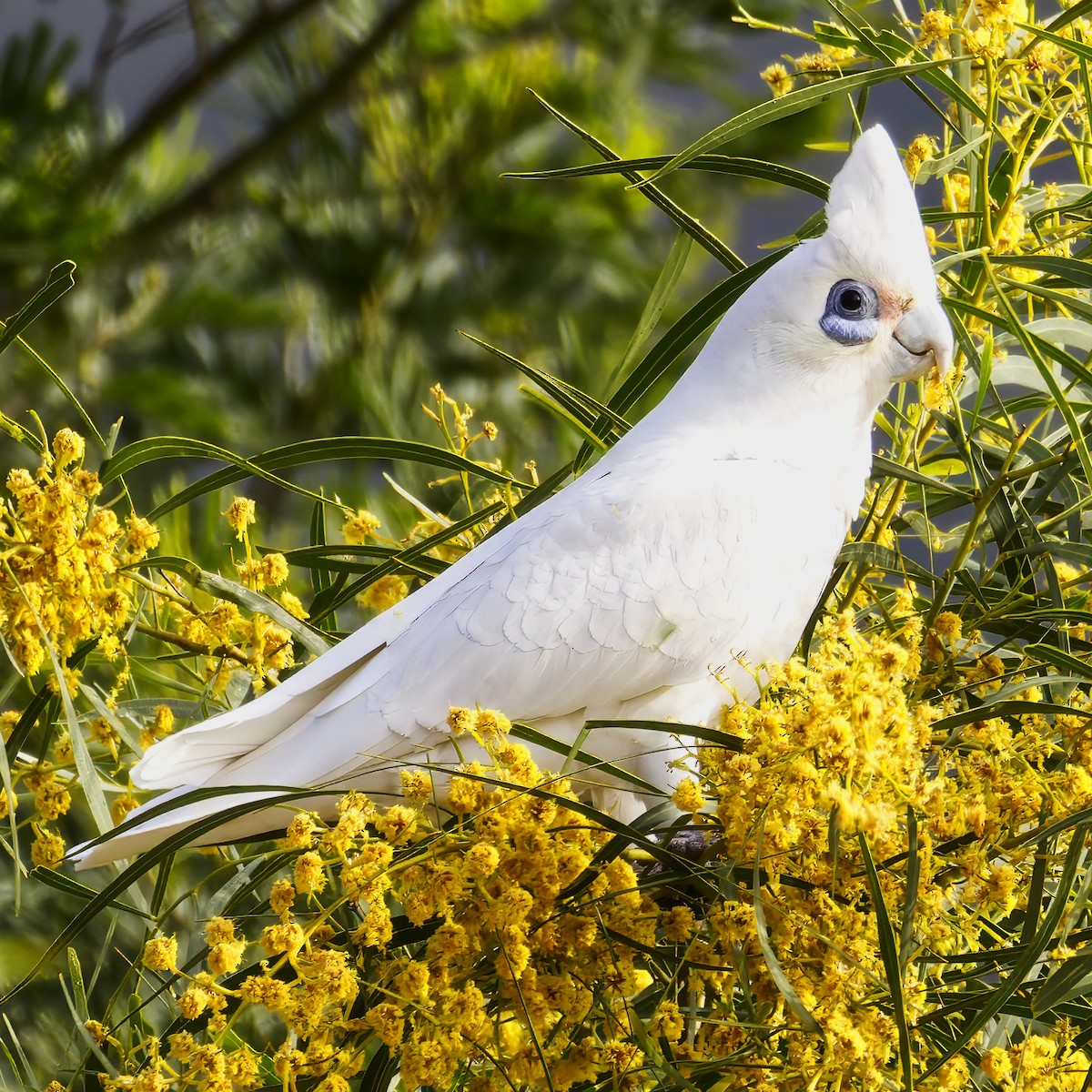 Little Corella - ML642689508