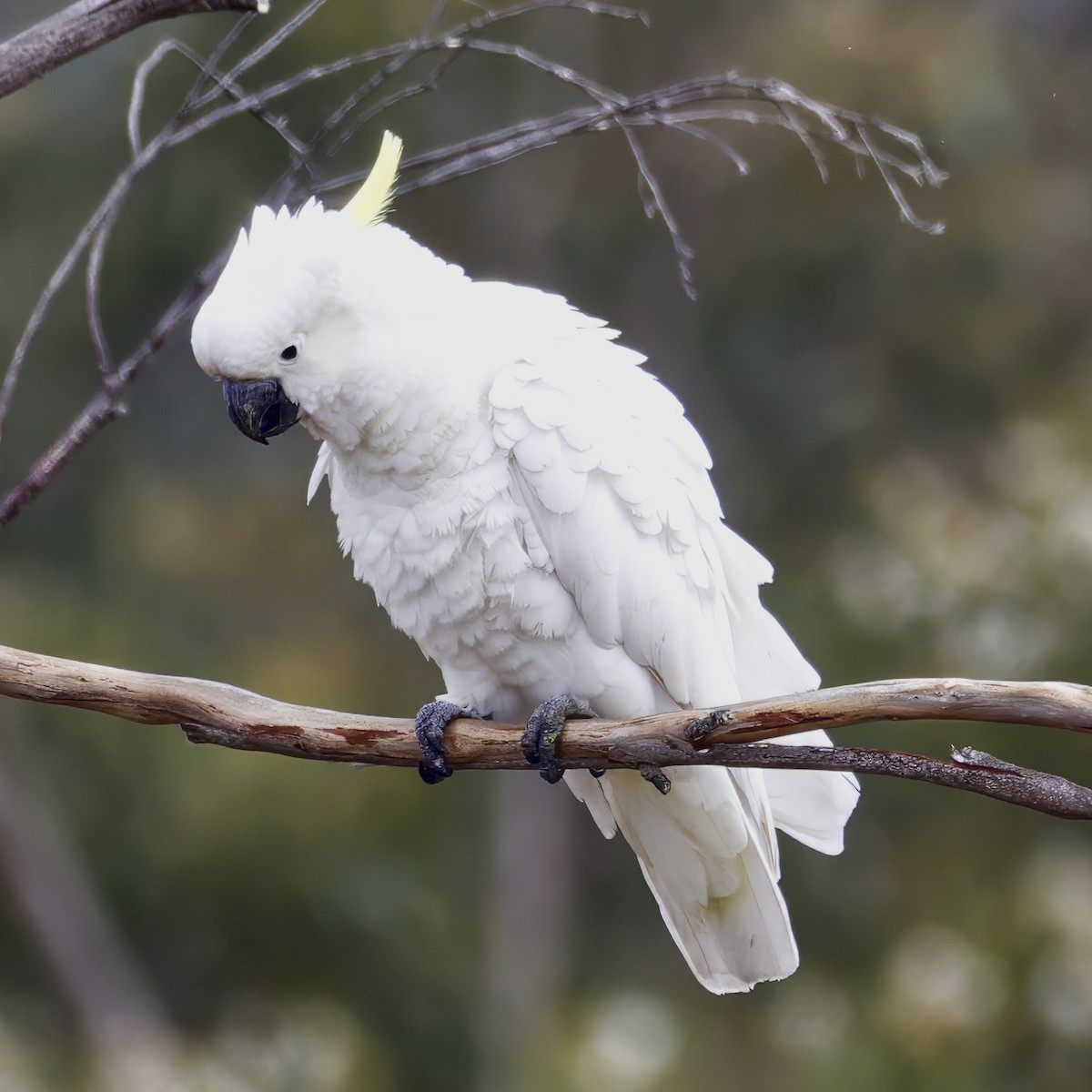 Sulphur-crested Cockatoo - ML642689516