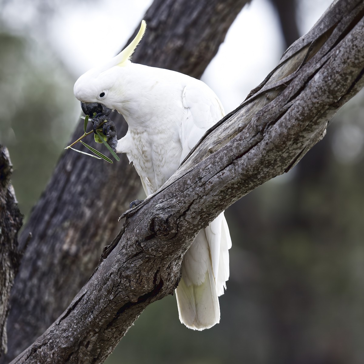 Sulphur-crested Cockatoo - ML642689517