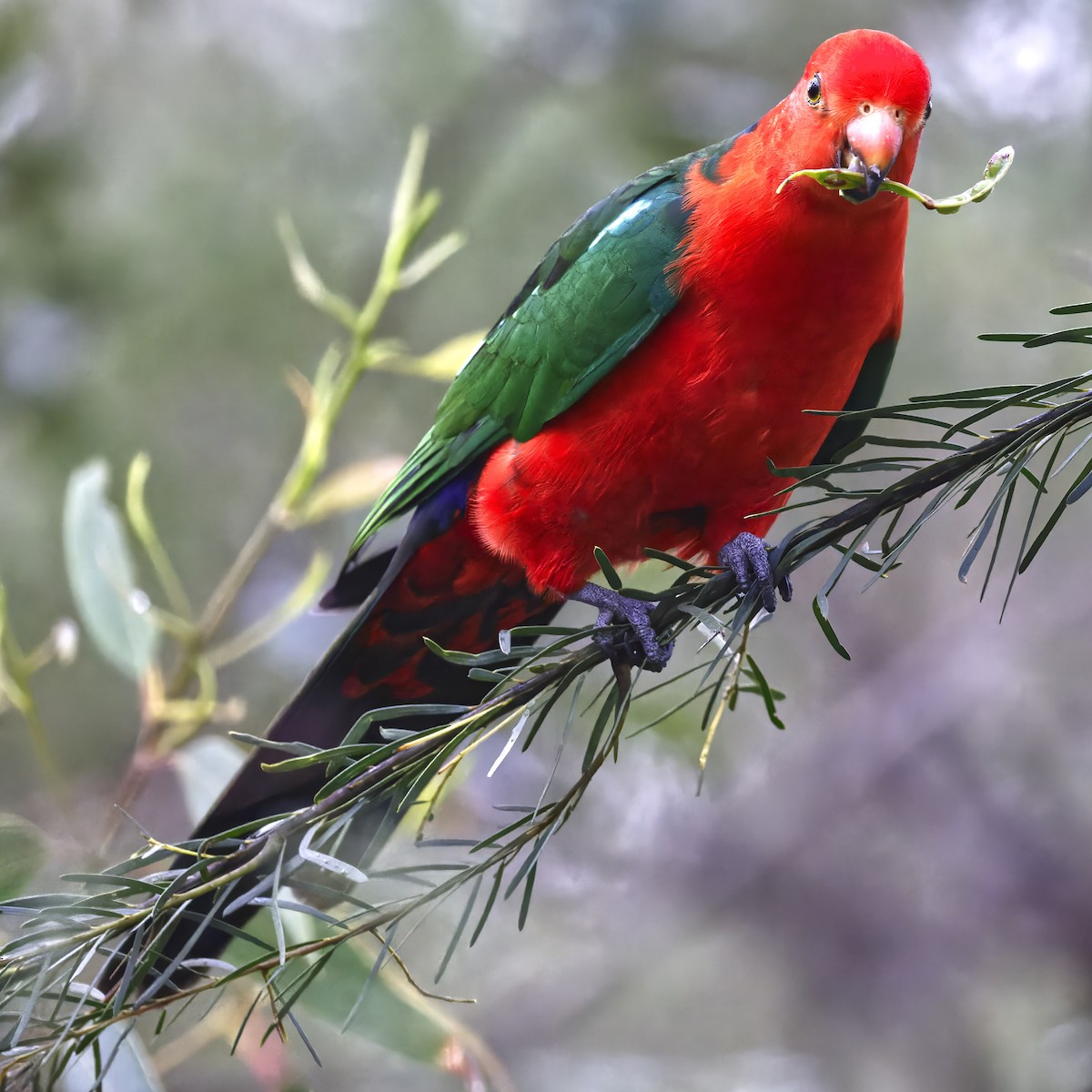 Australian King-Parrot - ML642689521