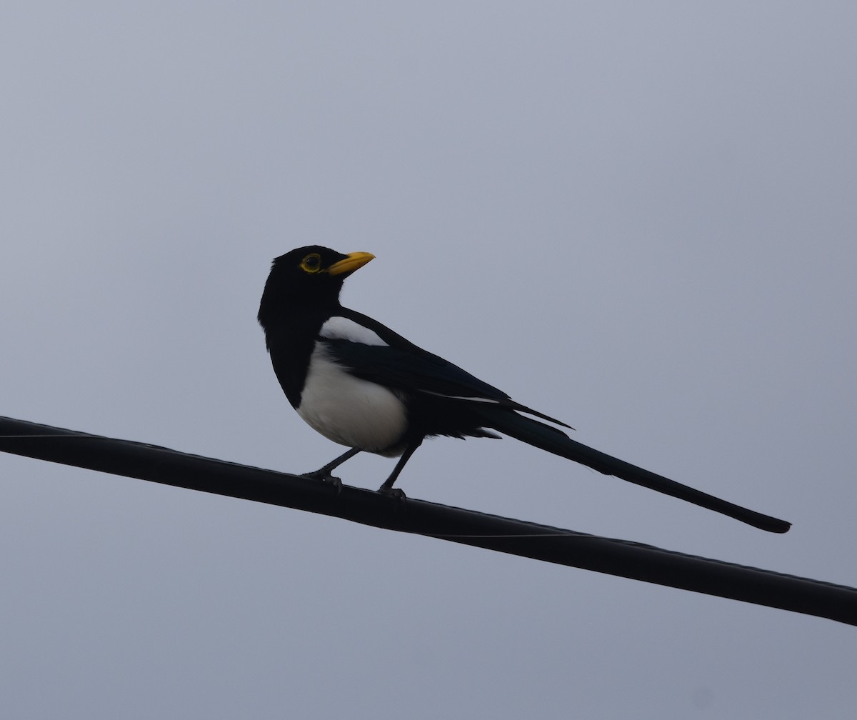 Yellow-billed Magpie - ML642689526