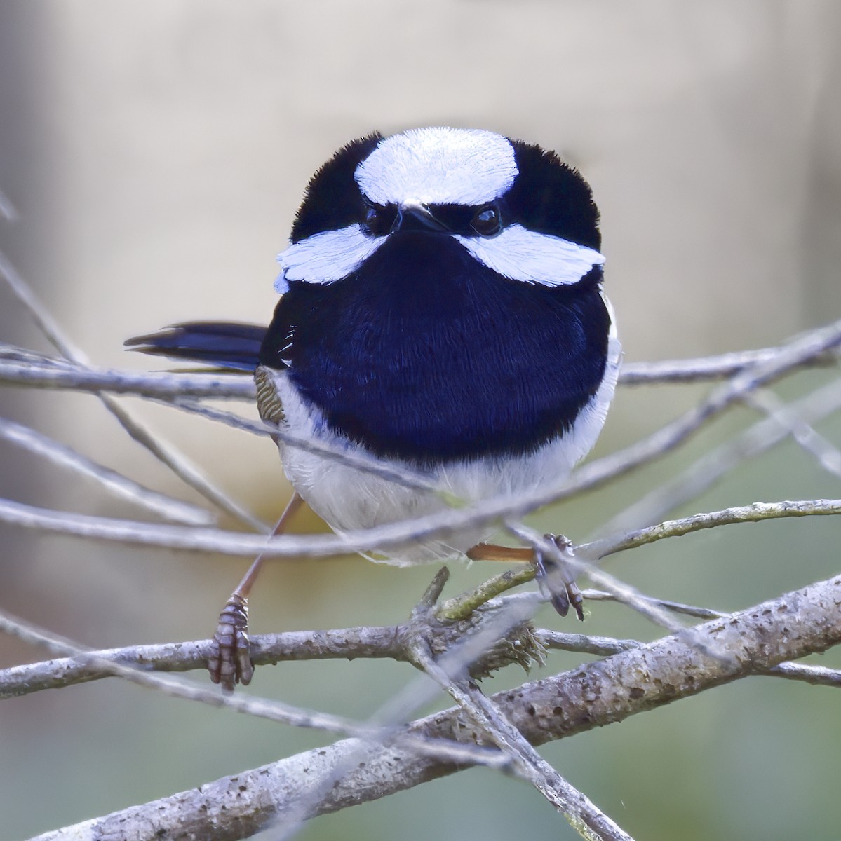 Superb Fairywren - ML642689531
