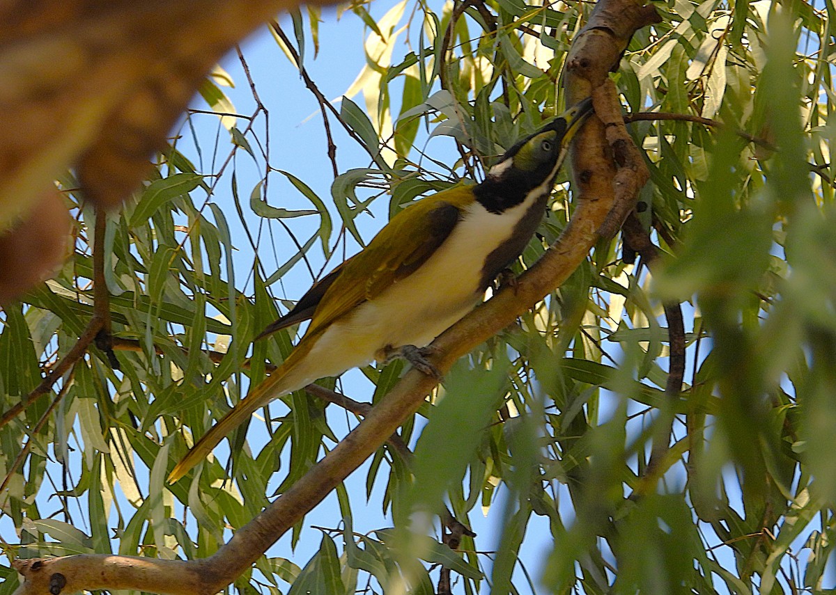 Blue-faced Honeyeater - ML642689533