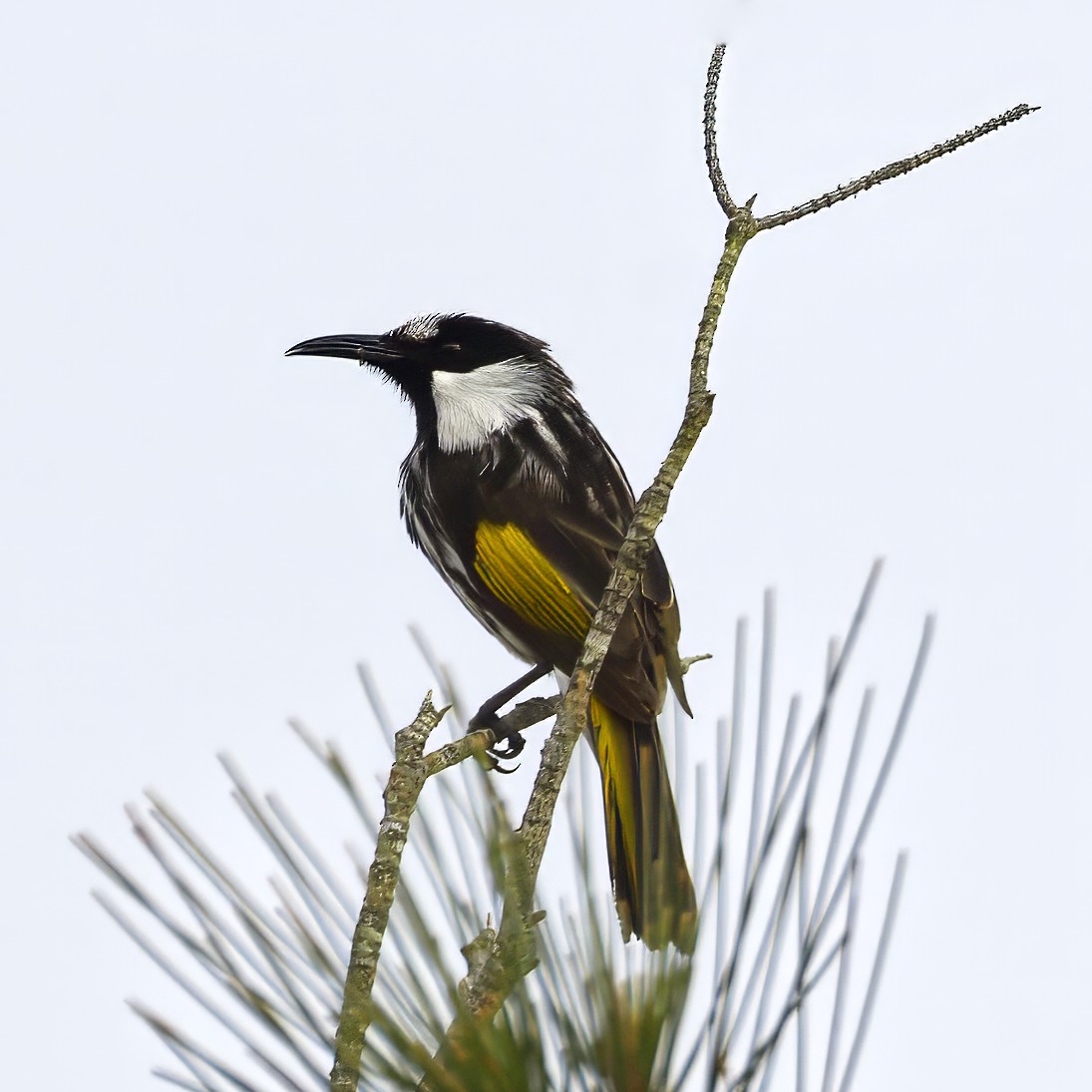 White-cheeked Honeyeater - ML642689537