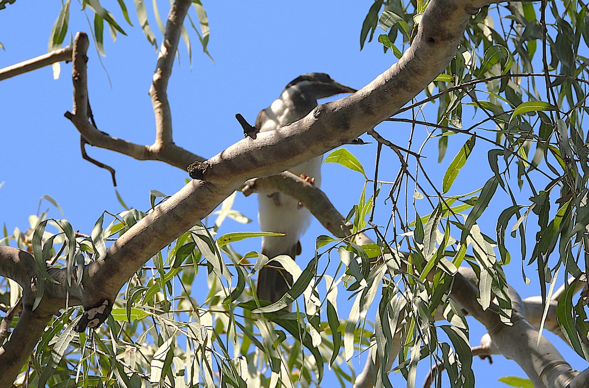 Blue-faced Honeyeater - ML642689538
