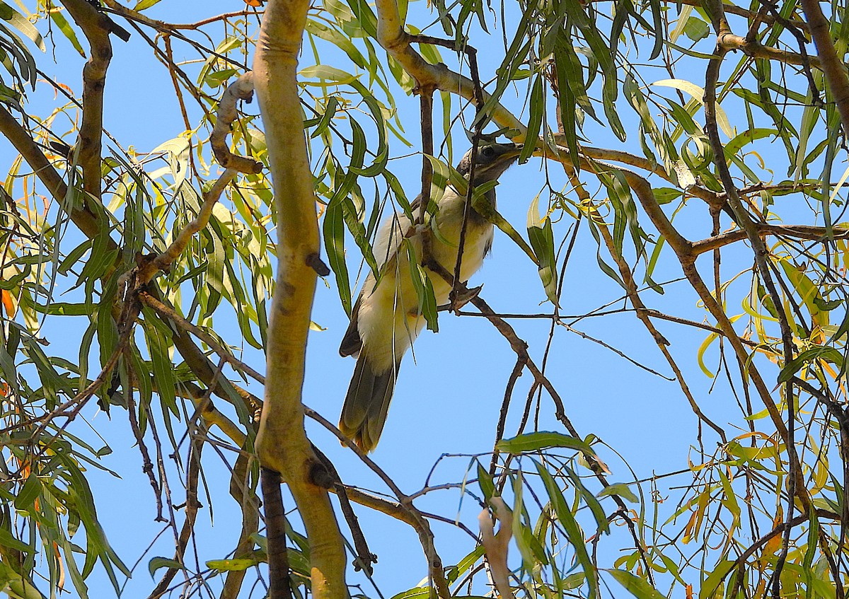 Blue-faced Honeyeater - ML642689540