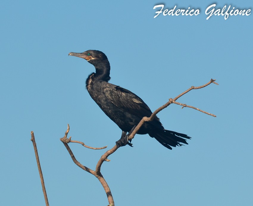 Neotropic Cormorant - ML642689543