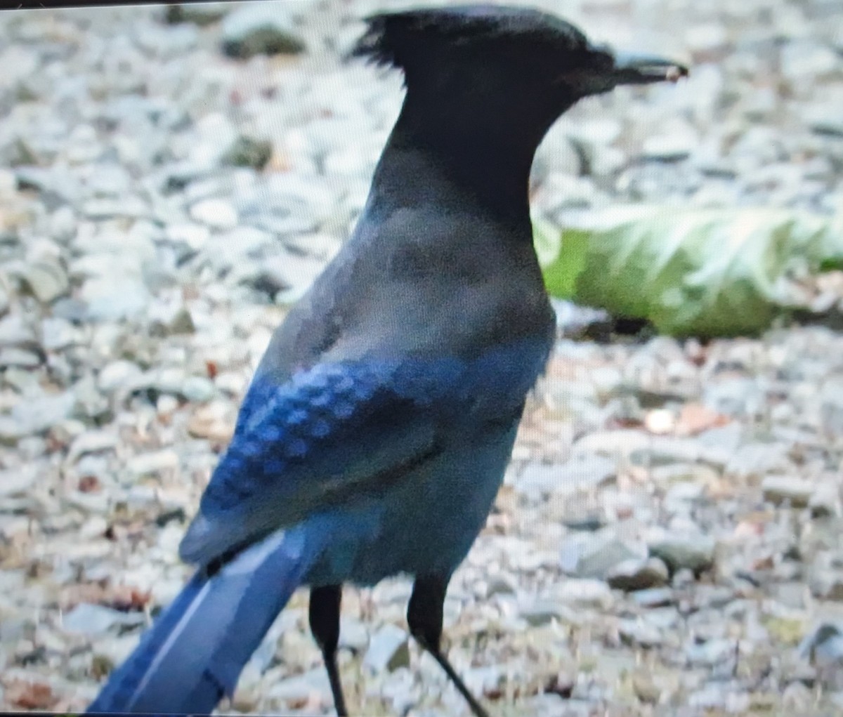 Steller's Jay - ML642689544