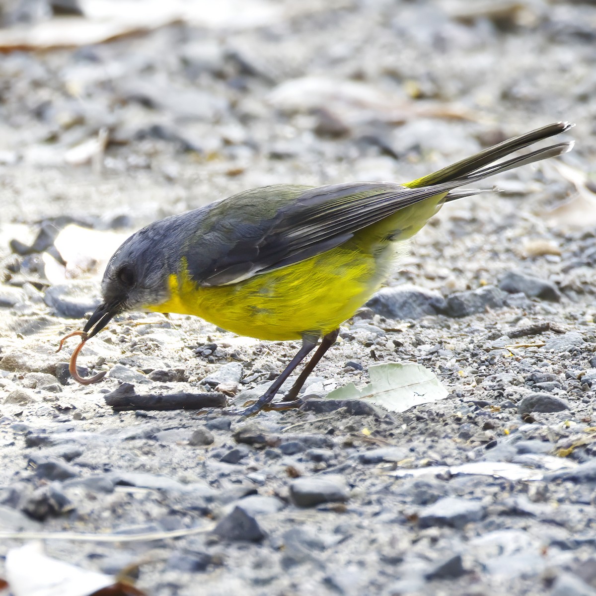 Eastern Yellow Robin - ML642689545