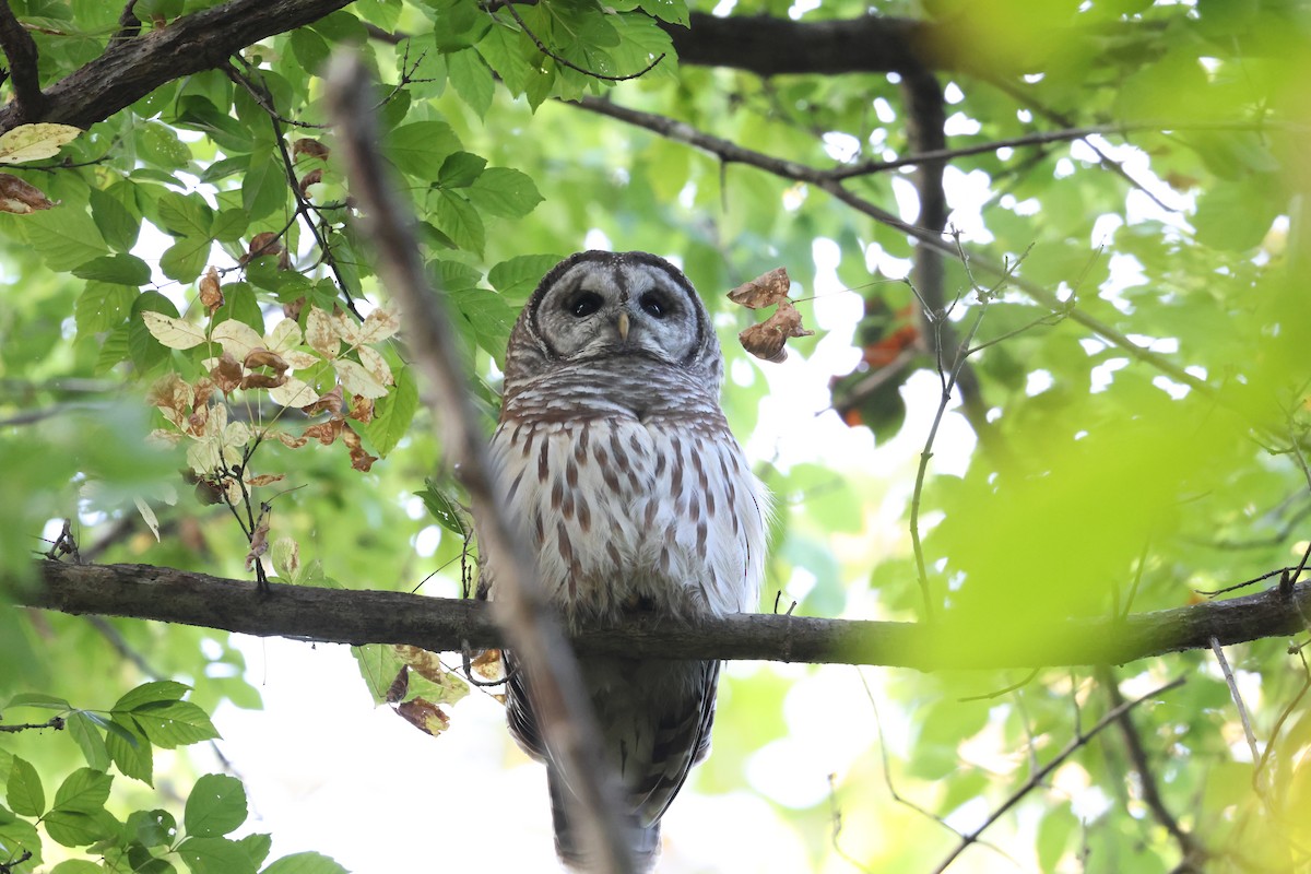 Barred Owl - ML642689551