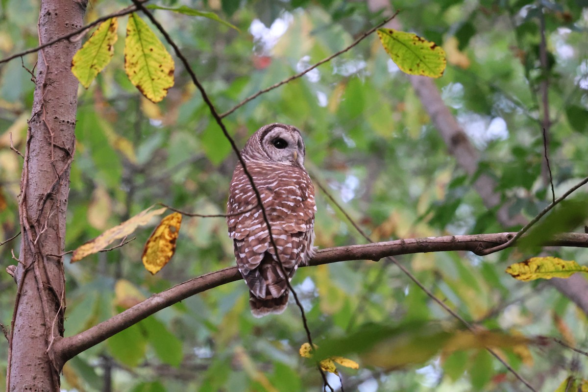Barred Owl - ML642689553