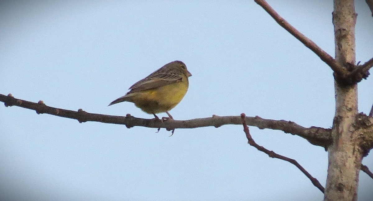 Grassland Yellow-Finch - ML642689569
