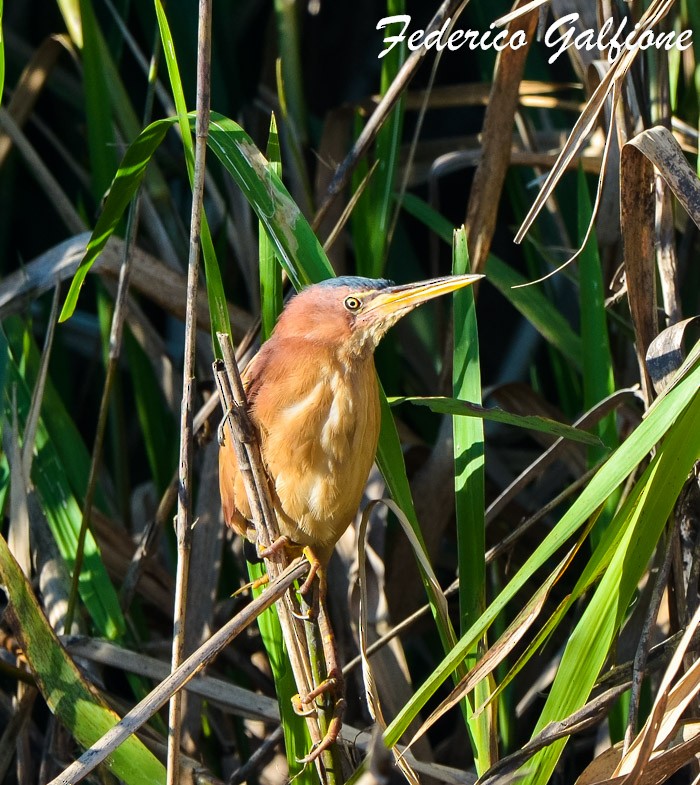 Least Bittern - ML642689575