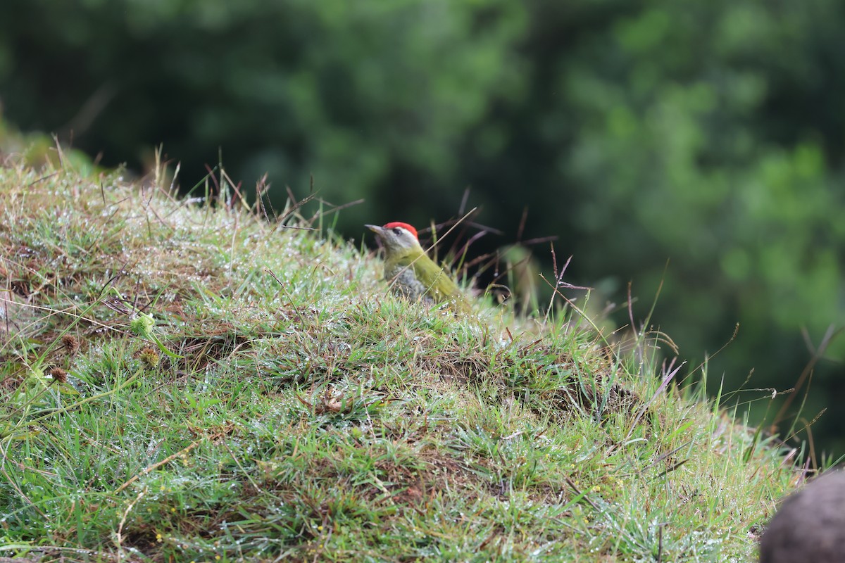 Streak-throated Woodpecker - ML642689578