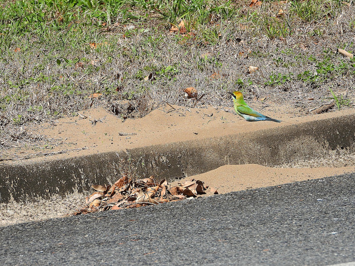 Rainbow Bee-eater - ML642689593