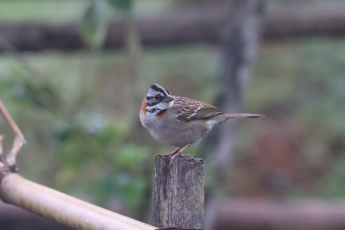Rufous-collared Sparrow - ML642689594