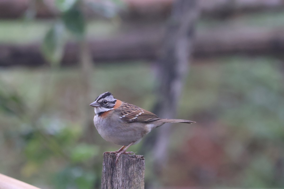 Rufous-collared Sparrow - ML642689595