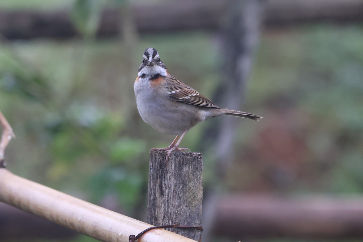 Rufous-collared Sparrow - ML642689596