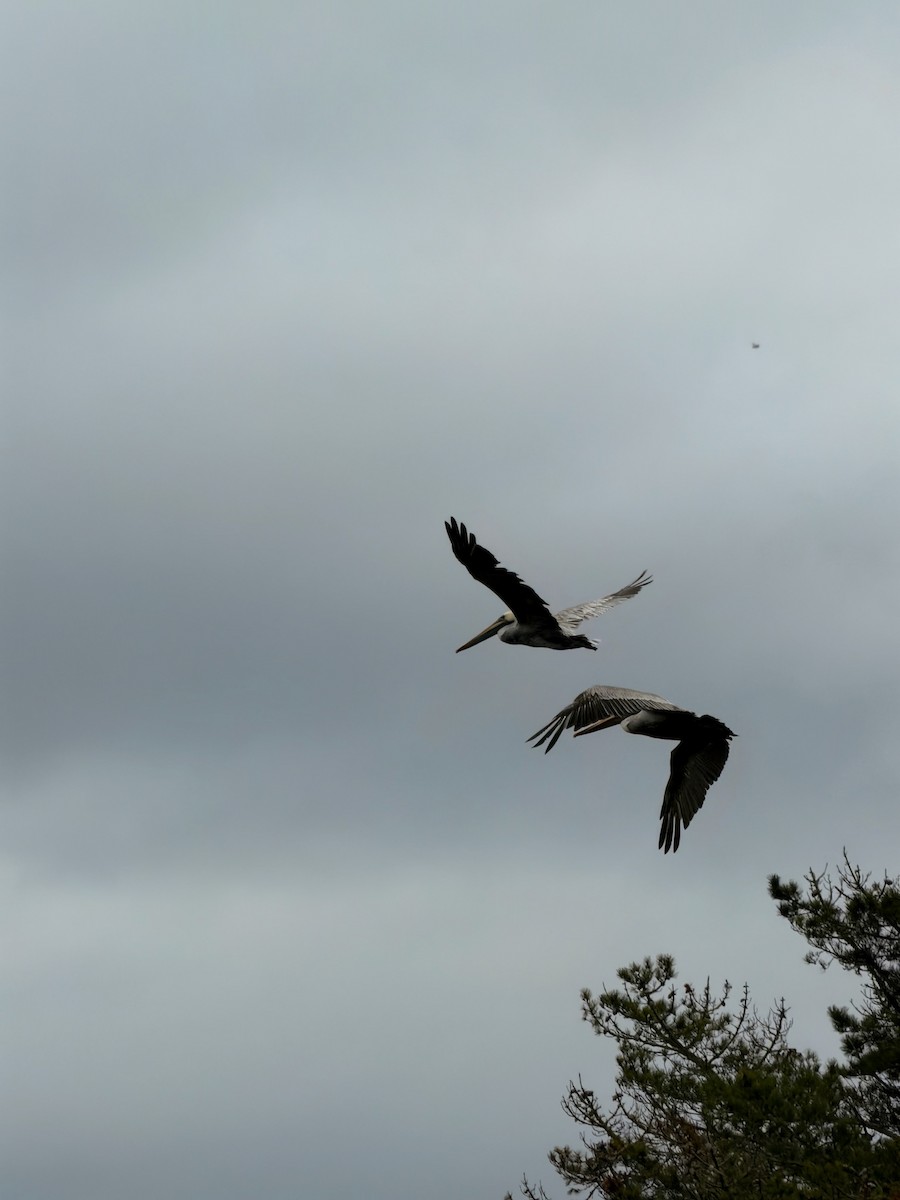 Brown Pelican - ML642689602