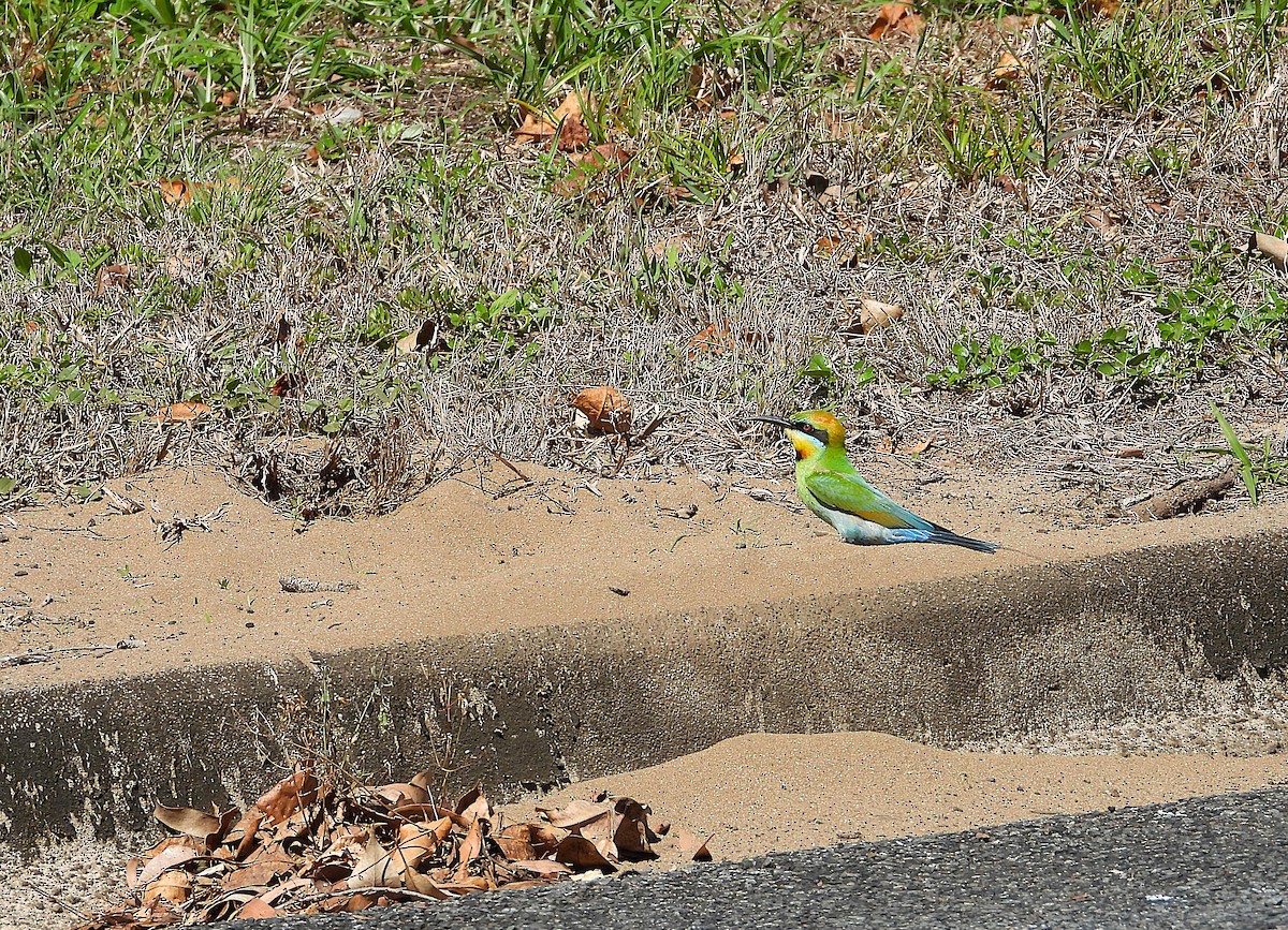 Rainbow Bee-eater - ML642689603