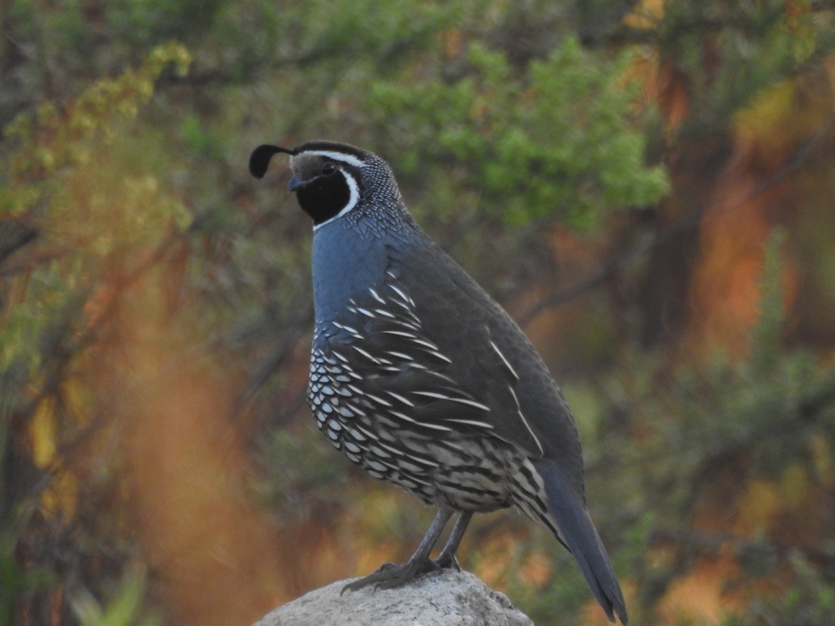 California Quail - ML642689606