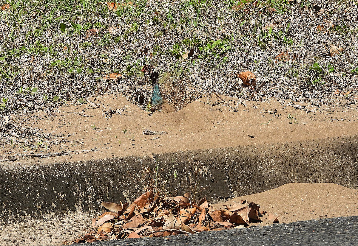 Rainbow Bee-eater - ML642689608