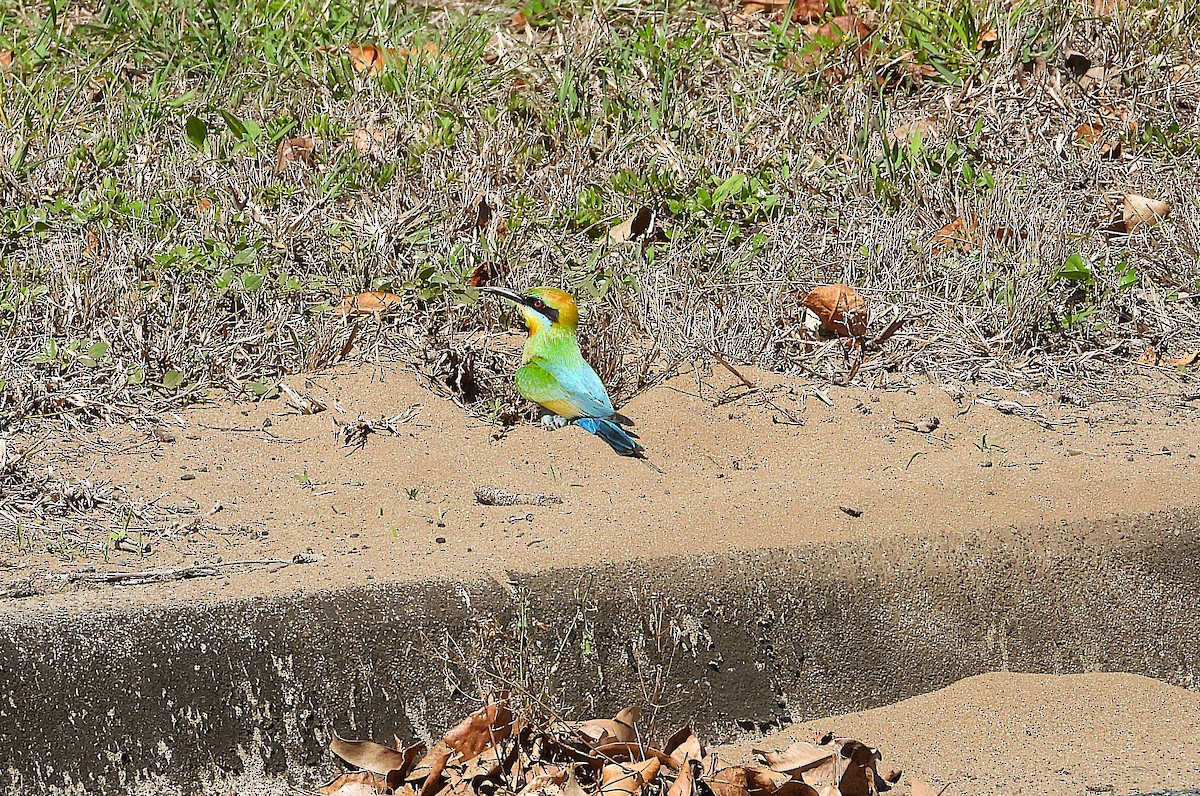Rainbow Bee-eater - ML642689611