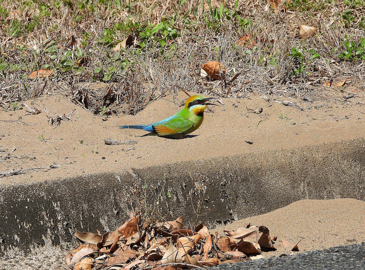 Rainbow Bee-eater - ML642689612