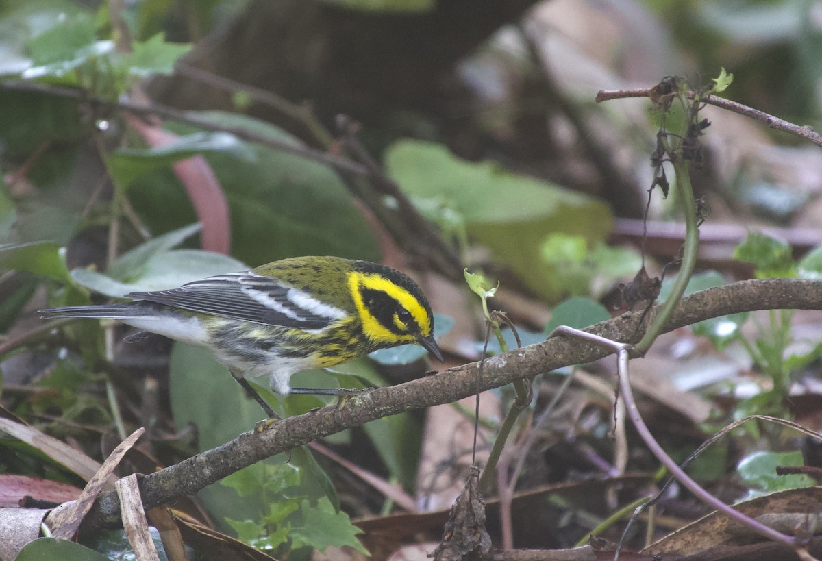 Townsend's Warbler - ML642689614