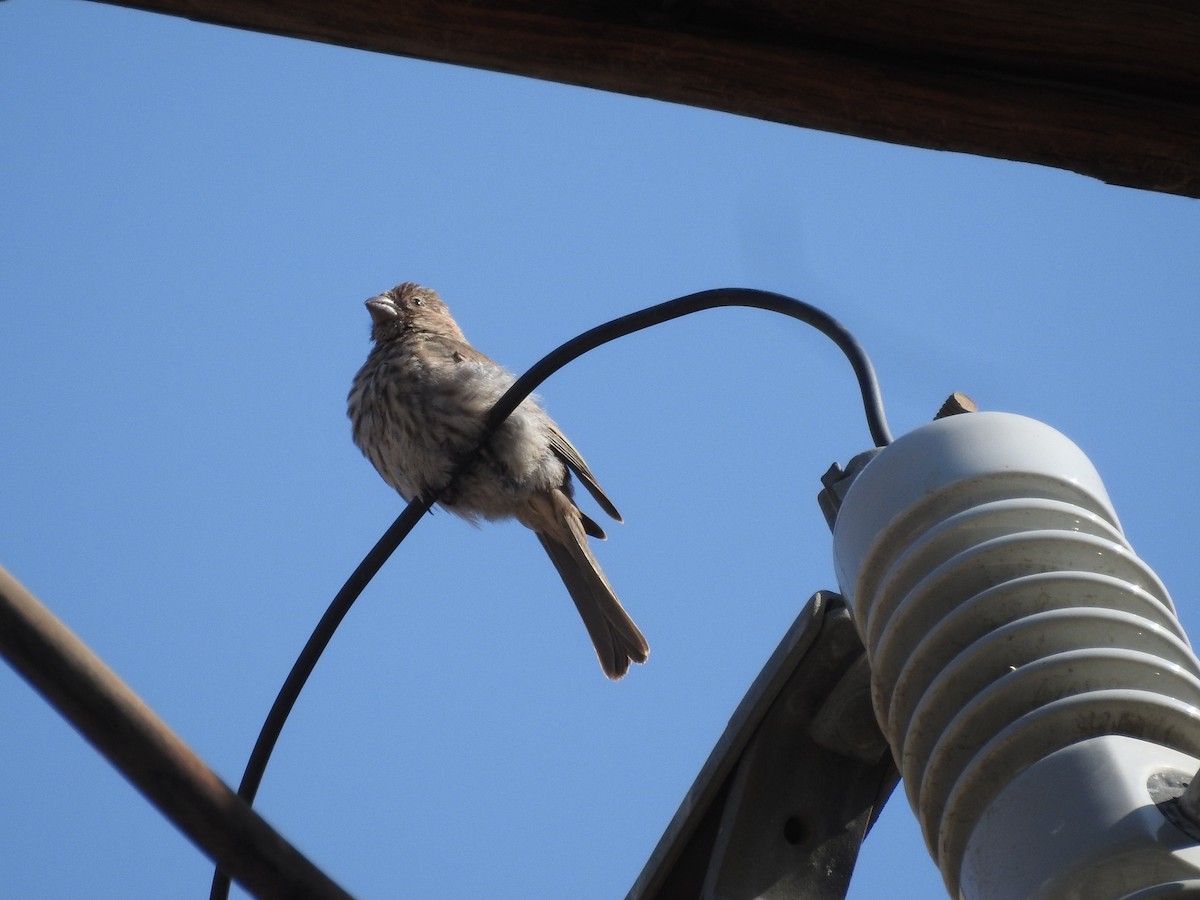 House Finch - ML642689616