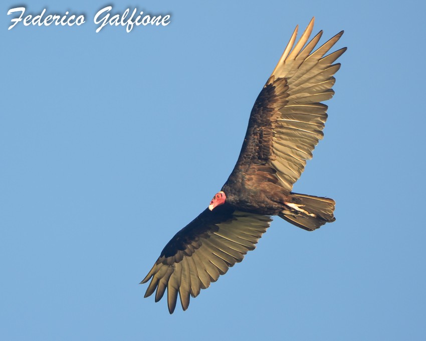 Turkey Vulture - ML642689627