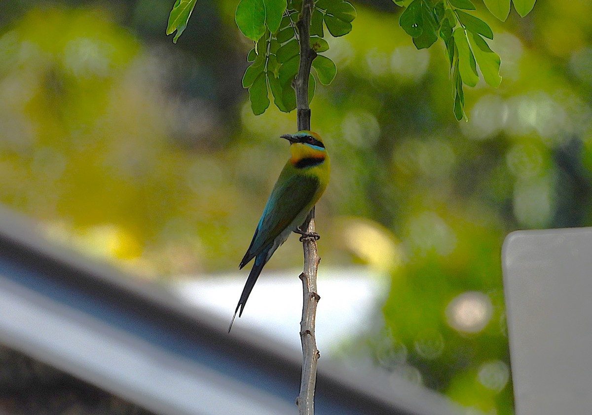Rainbow Bee-eater - ML642689629